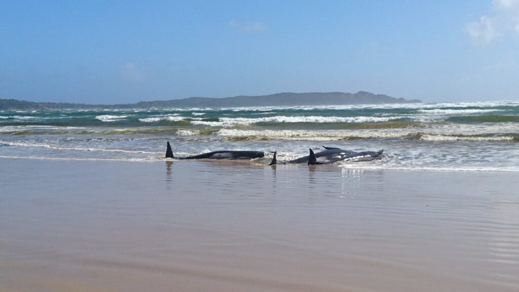 Mueren 250 ballenas piloto tras encallar en una playa de Nueva Zelanda