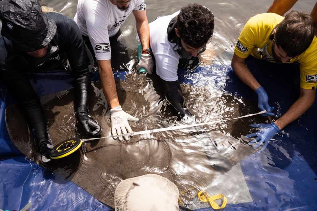 Inicio del seguimiento de rayas mantelinas en Valle Gran Rey