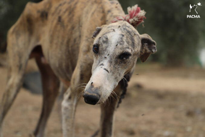 Denuncian a un cazador por el hacinamiento de sus perros en Tenerife