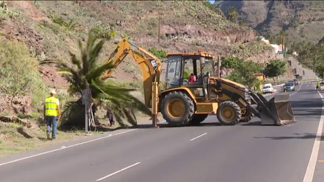 Retiran palmeras en Valle Gran Rey para contener al picudo de cuatro manchas