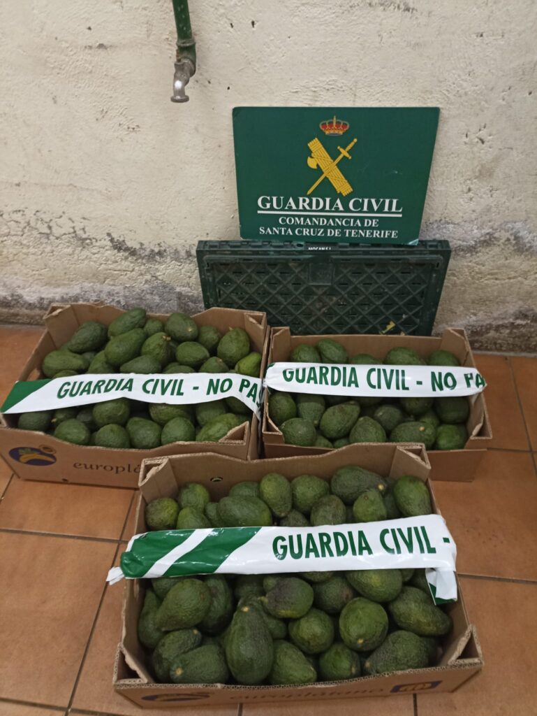 Aguacates recuperados por el equipo ROCA de la Guardia Civil.