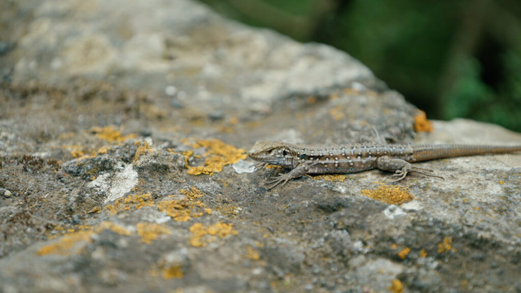 ‘Informe Trópico’ explora las amenazas que sufre la fauna autóctona canaria