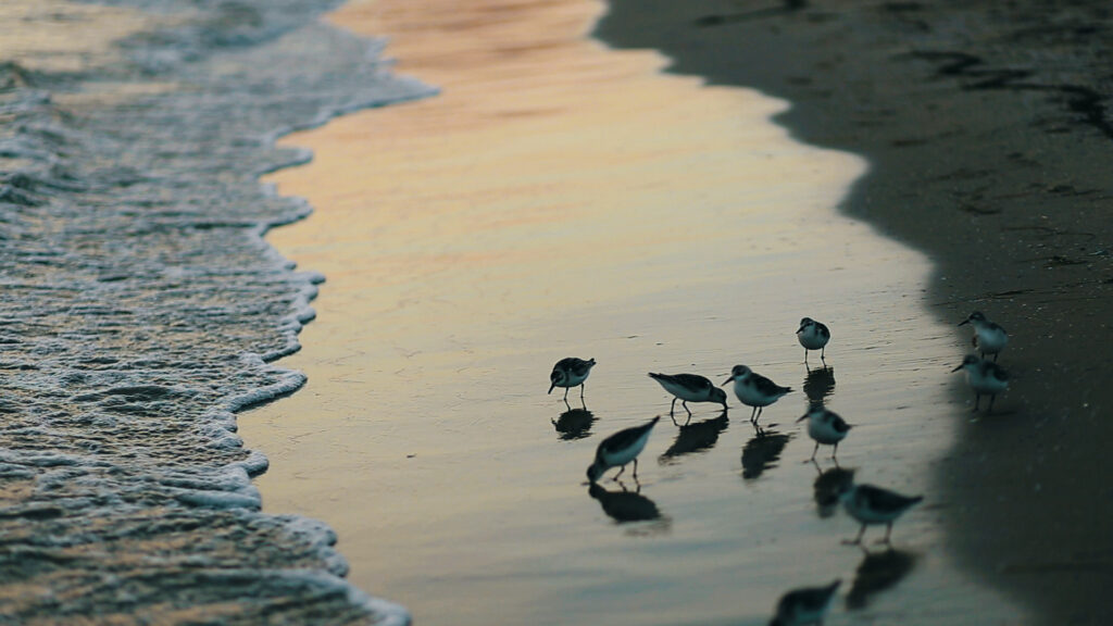 ‘Informe Trópico’ explora las amenazas que sufre la fauna autóctona canaria