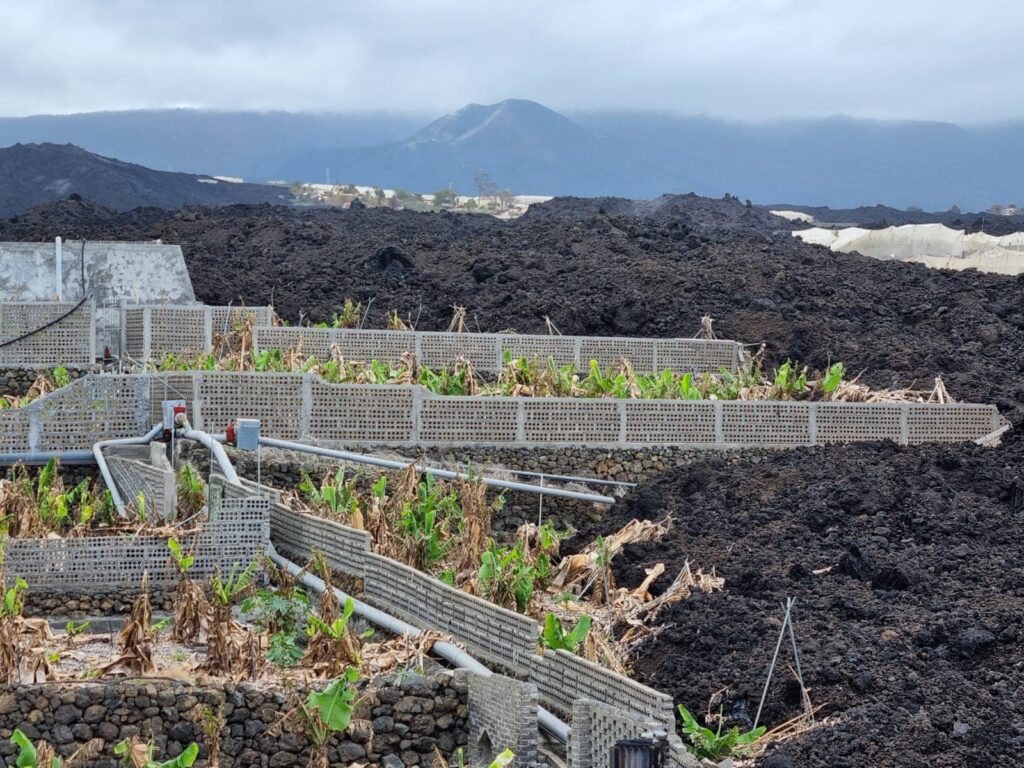 Finca de plátanos aislada por las coladas (La Palma)