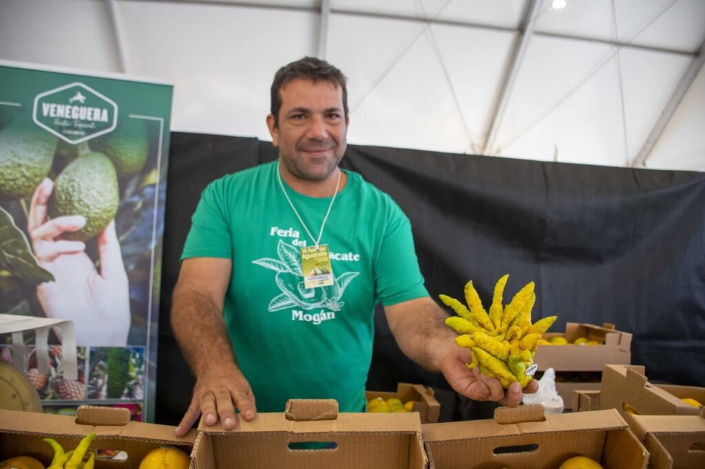 El aguacate de Mogán conquista su Feria de invierno de Arguineguín