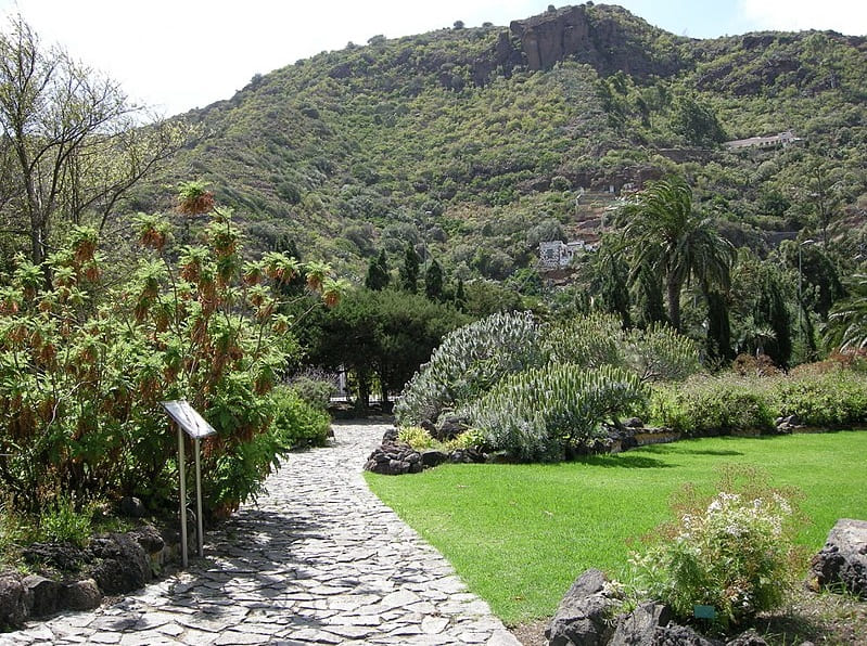 Hallan una nueva planta en fardos fúnebres de momias canarias