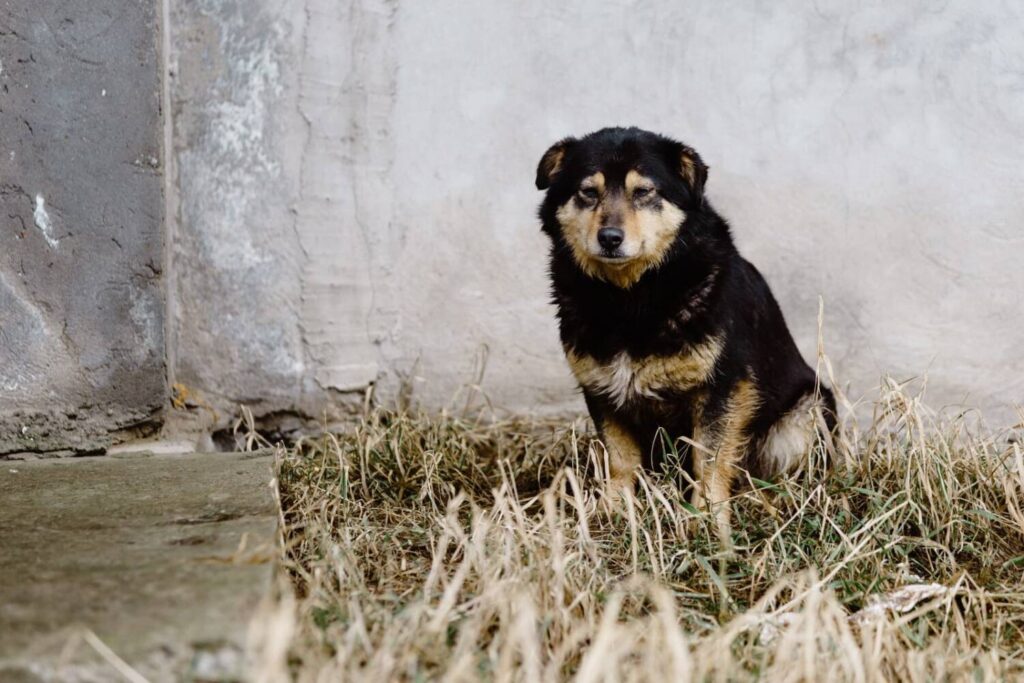 Varias protectoras de animales paralizan las adopciones en Navidad