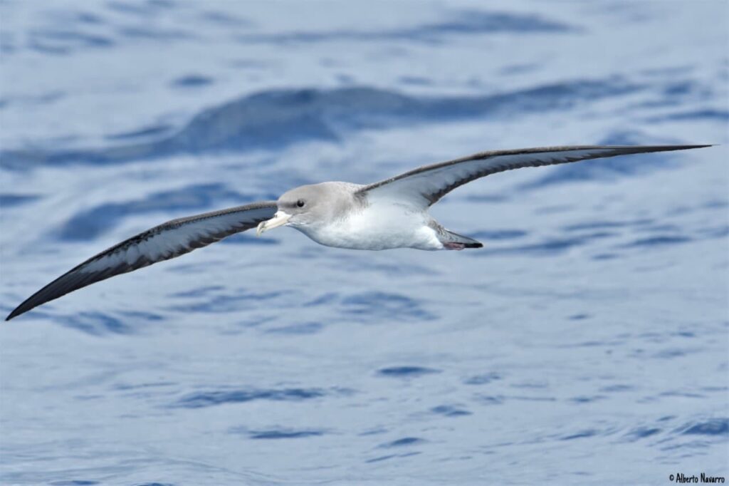 La ULPGC encuentra gran cantidad de contaminantes en las aves de Gran Canaria