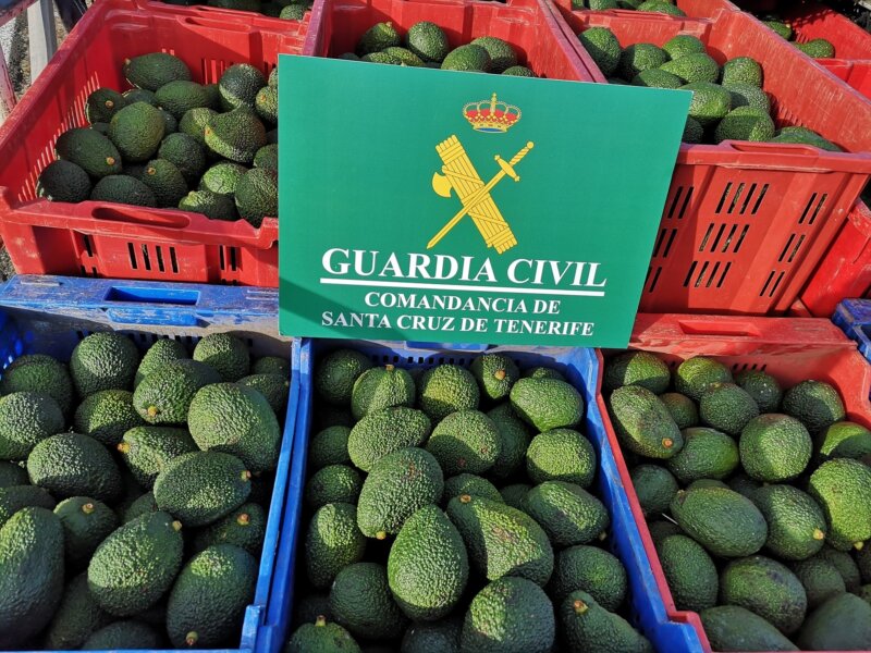 Investigados por robar 200 kilos de aguacates en una finca de Tegueste, Tenerife