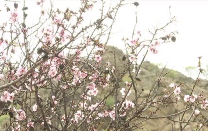 Tejeda celebra su Fiesta del Almendro en Flor