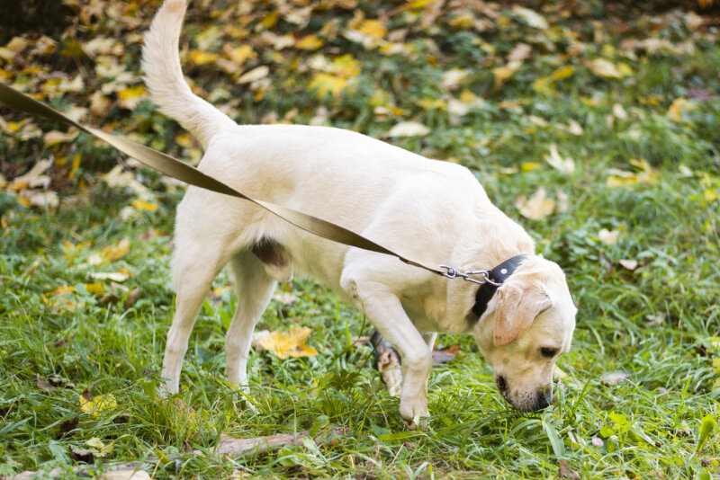 Aprobada ley de bienestar animal que excluye a los perros de caza