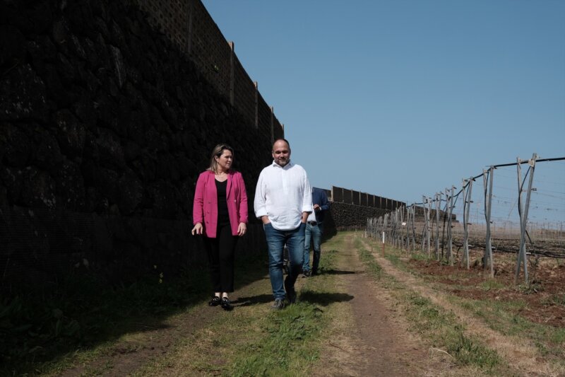 Un proyecto piloto busca sanear la vid en Canarias y combatir los efectos del cambio climático