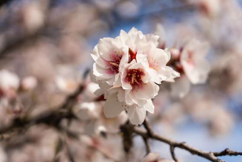 Se destinan más parcelas al cultivo de almendros para atender la demanda