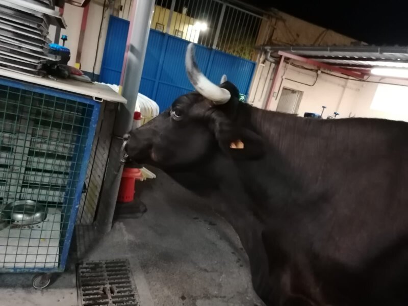 Los agentes de servicio han bautizado a la vaca como "Lola" / Policía Local de La Laguna