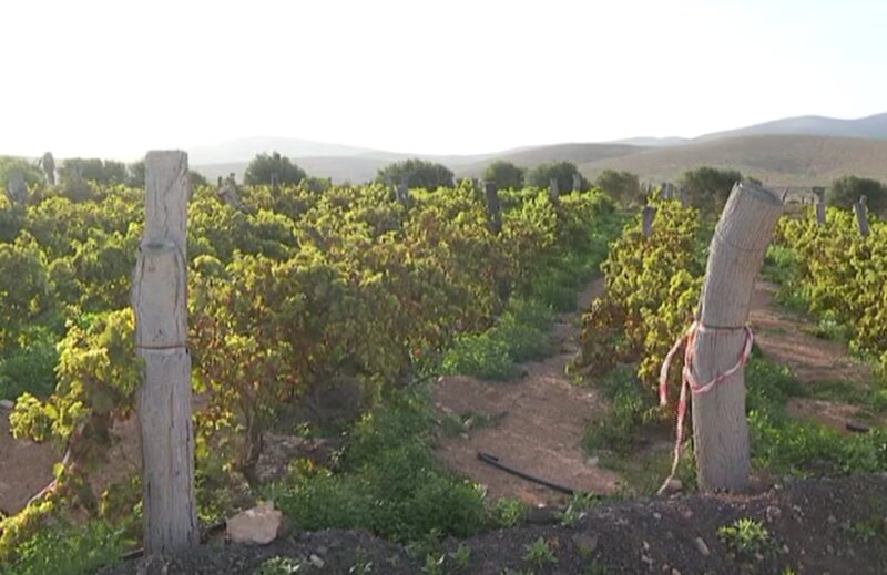 Roturas de plantas, especialmente en La Palma y aparición de hongos, son las principales consecuencias que ha dejado en el campo la borrasca Óscar