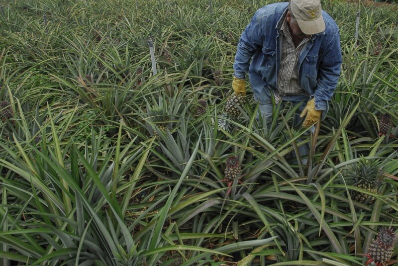 Además, mantendrá encuentros con productores de la isla, dirigidos a conocer la producción de la isla