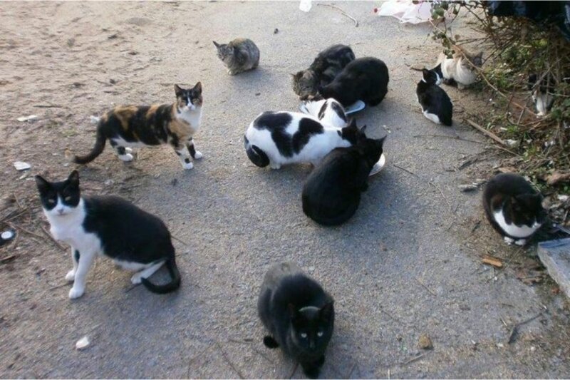 Canarias anula la norma que permitía cazar perros, gatos y hurones