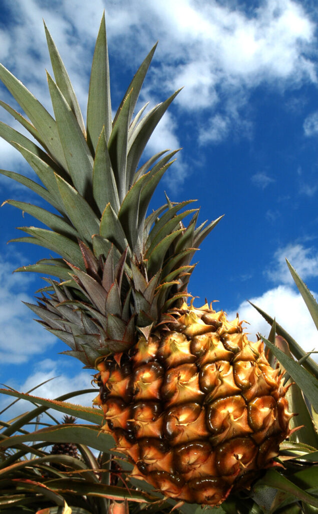 La piña tropical es un cultivo importante para la economía de El Hierro / Cabildo de El Hierro