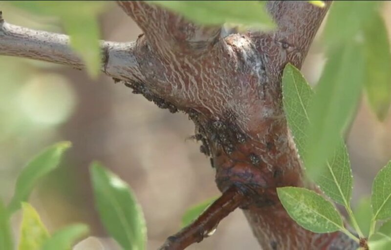 La aparición del pulgón negro en los almendros preocupa en La Palma