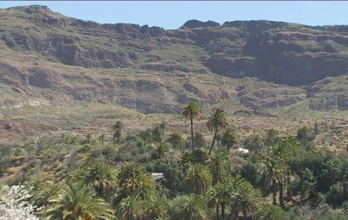 La falta de lluvias pone en peligro a la palmera canaria