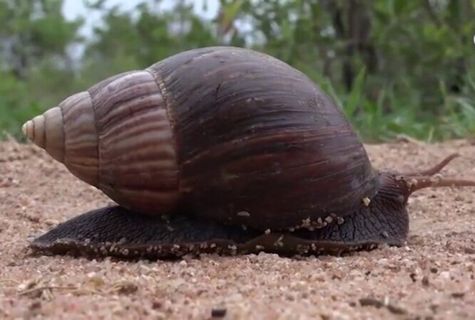 Alertan de la presencia del caracol gigante africano en Canarias