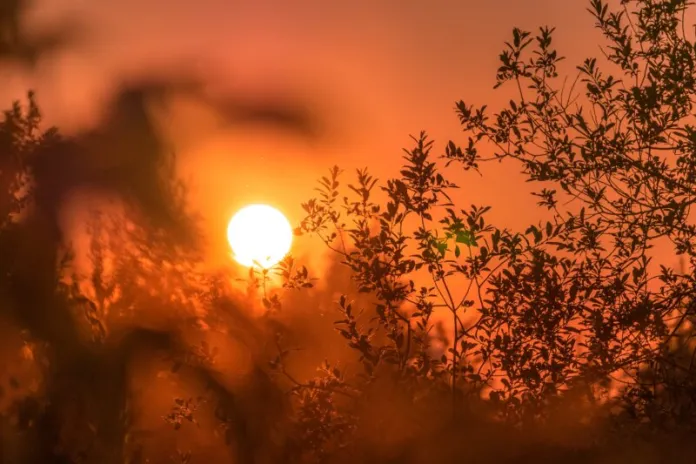 La temperatura media en Tasarte superó este sábado los 40 grados