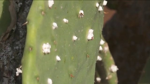 Declaran la plaga de la cochinilla en Canarias