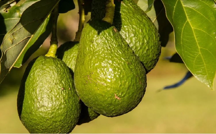 Se intensificará la vigilancia para evitar la venta de aguacates robados en fincas de Tenerife / Imagen de archivo