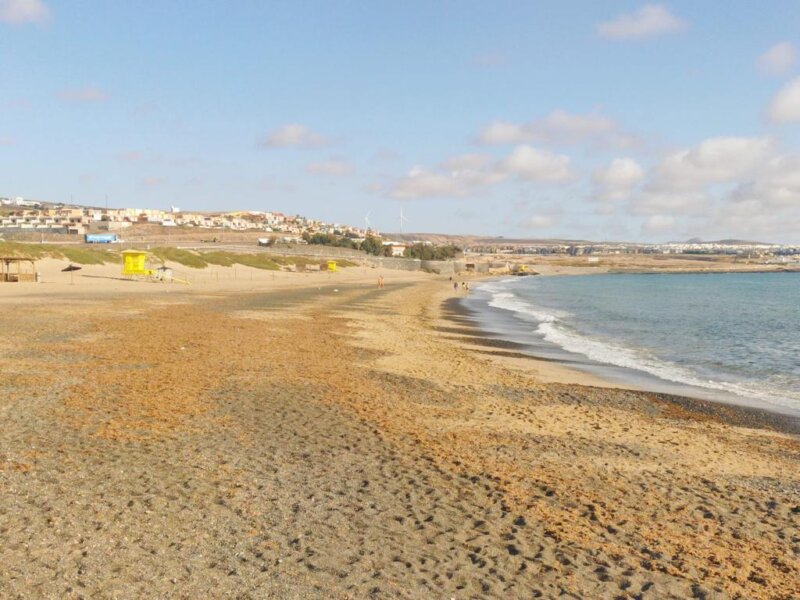 Playas de Puerto del Rosario con algas durante estos días / Ayuntamiento de Puerto del Rosario 