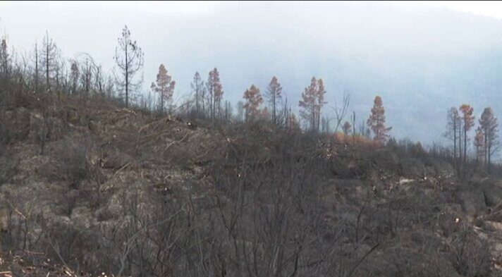 Los efectivos trabajan en la regeneración del suelo tras el incendio de Tenerife