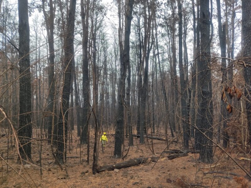 Pese a la bajada de temperaturas, los efectivos continúan trabajando en la liquidación de las reactivaciones del incendio de Tenerife las últimas semanas / CABILDO DE TENERIFE