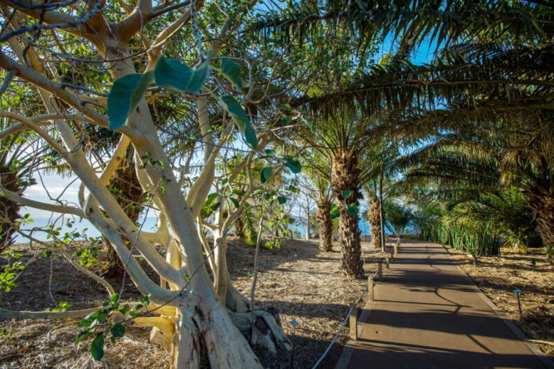 Palmetum en Santa Cruz de Tenerife