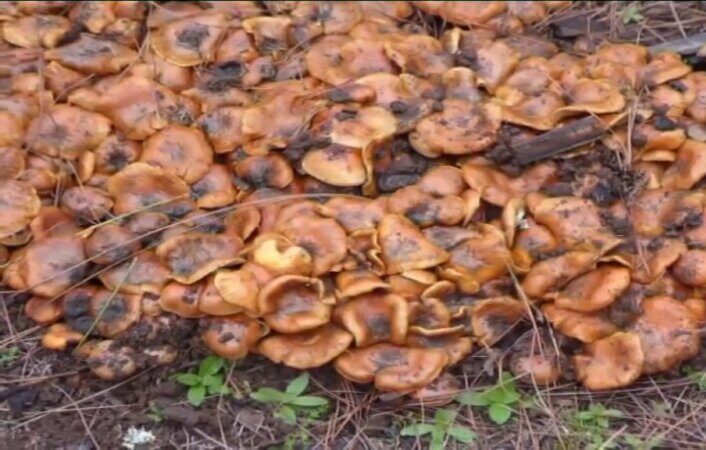 Florecen hongos en la zona afectada por el incendio de Tenerife