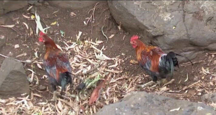 La odisea de vivir con 40 gallinas en tu casa