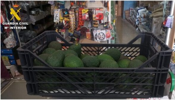 Se incautaron cerca de 100 kilos de aguacate en cinco municipios de Tenerife