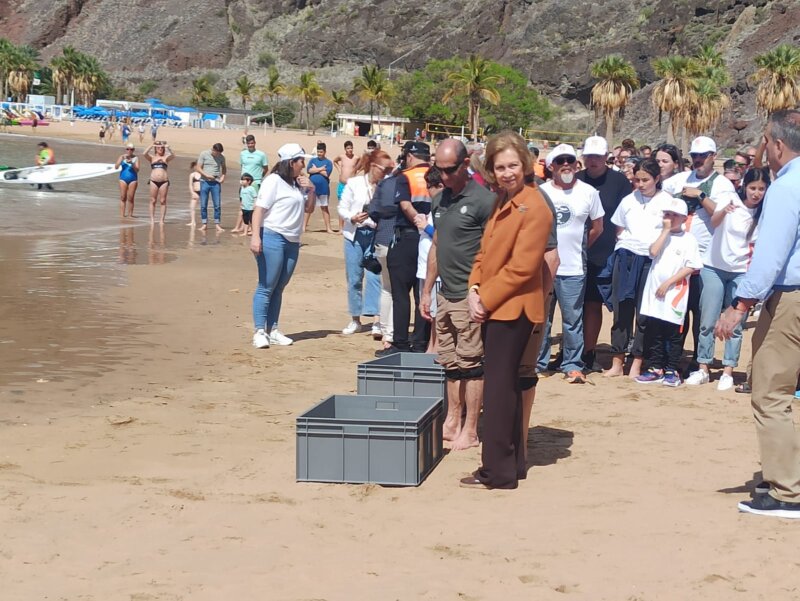 La ingesta de plástico o el daño en sus extremidades son los problemas más habituales con los que llegan las tortugas heridas a la costa