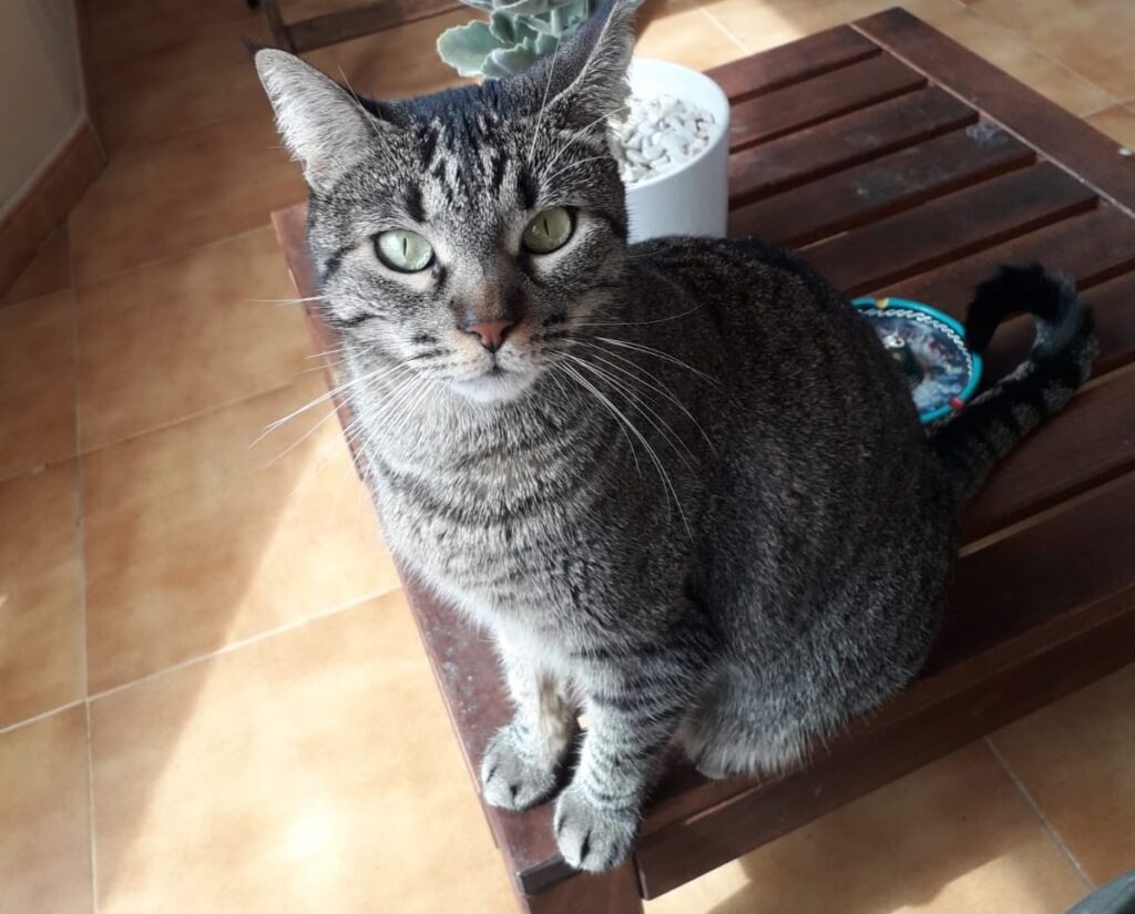 Imagen de Naia, la gata desaparecida en el Aeropuerto de Tenerife Norte 