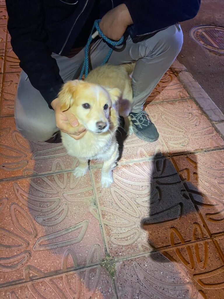 Un perro cae por una ladera la pasada madrugada en Santa Lucía y su propietario al intentar rescatarlo queda atrapado