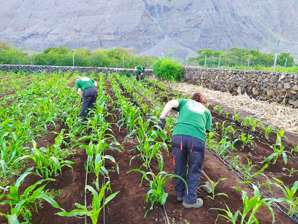 Agricultura en El Hierro