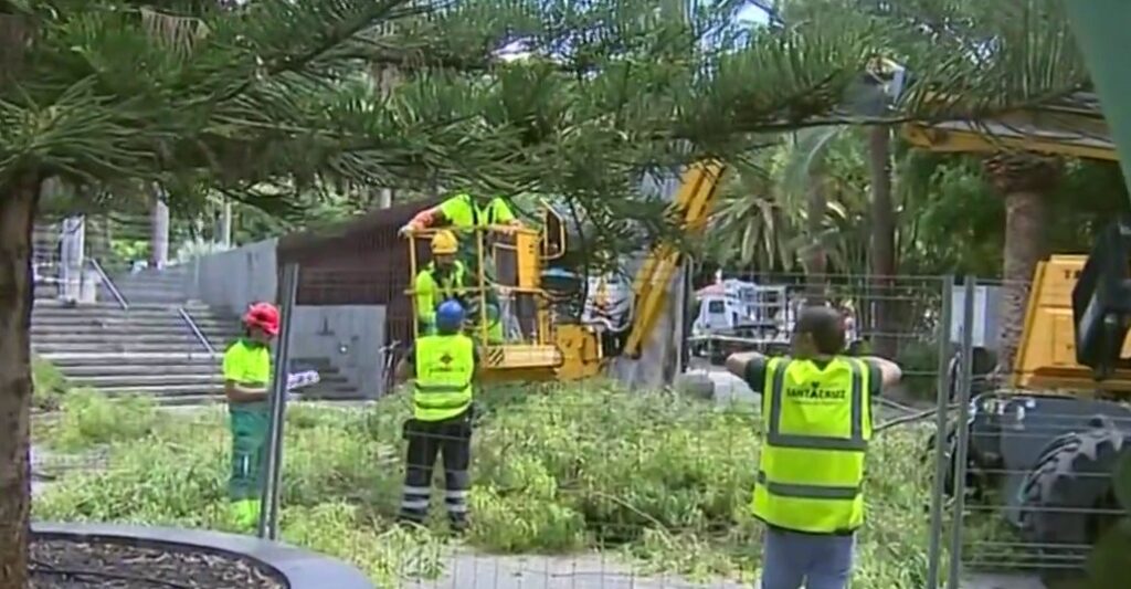 Este viernes han comenzado los trabajos para talar el árbol del Reloj de Flores tras la caída de una de sus ramas