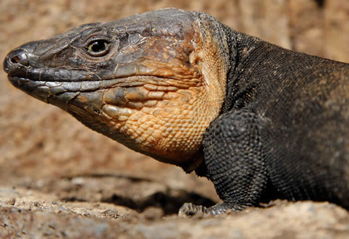 Para la recuperación de este Lagarto Gigante se contribuye a su existencia desde 2006 en el Centro de Cautividad