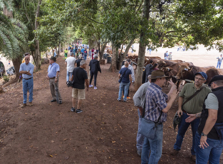 Teror celebra la Feria de Ganado del Pino