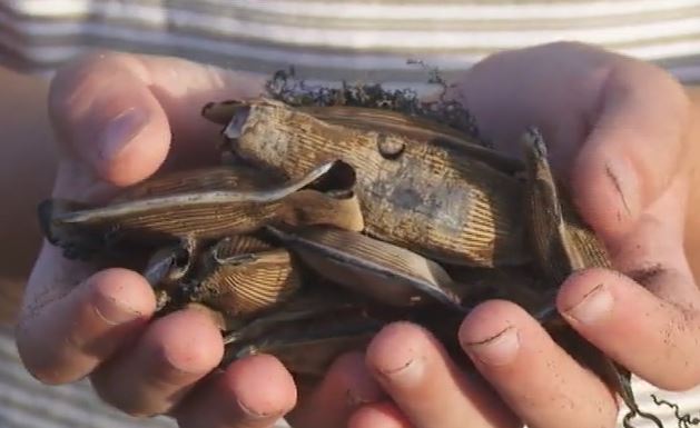 Huevos de tiburón de una especie poco vista en Canarias