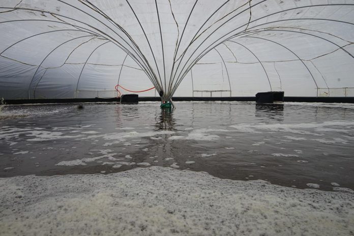 La industria de la acuicultura se caracteriza por su sostenibilidad y su bajo impacto ambiental en comparación con otras actividades productivas