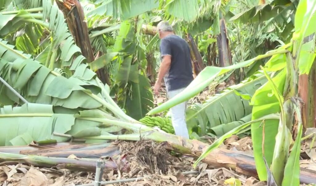 Dorothea causa estragos en la agricultura canaria