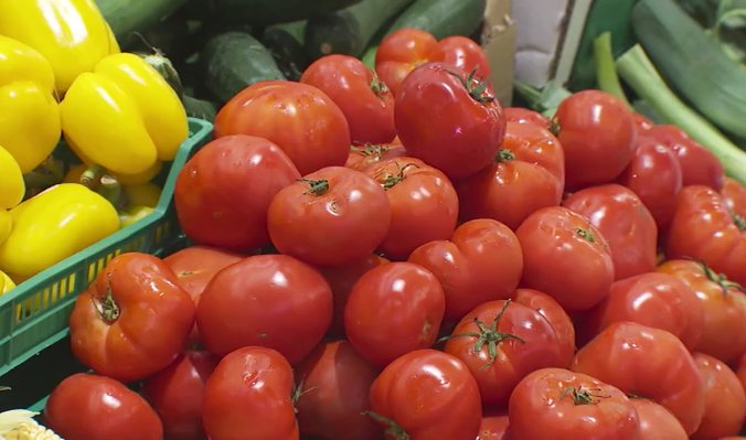 Imagen de unos tomates cultivados en Gran Canaria