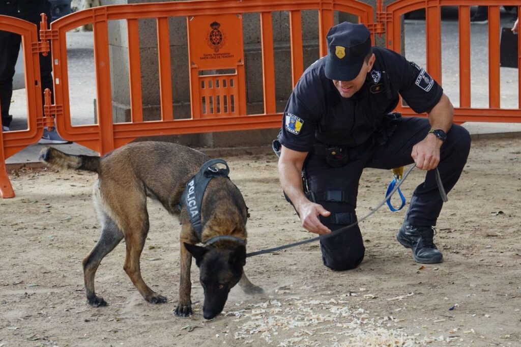 Se forman a los perros guías de la policía local para localizar restos humanos. Foto de uno de los perros de la Policía Local de Santa Cruz de Tenerife/ Ayuntamiento de Santa Cruz de Tenerife.