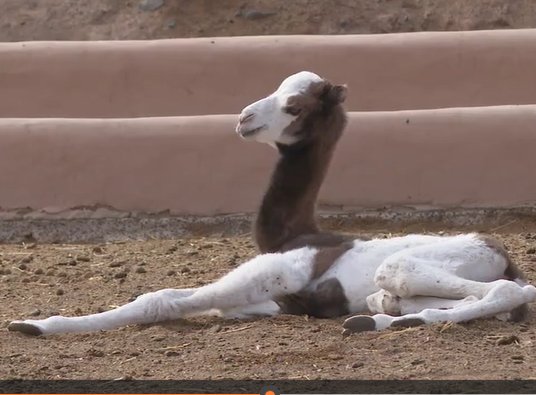 Una de las crías de camello canario que ha nacido en Fuerteventura / RTVC