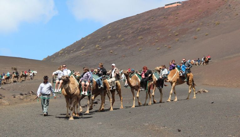 Por su parte, la Asociación de Criadores ha respondido que los paseos con los camellos cumplen con estrictos estándares de bienestar animal