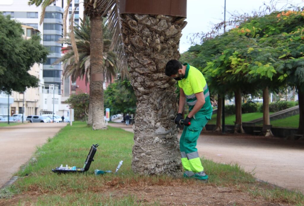 El 90% de las palmeras de Las Palmas de Gran Canaria está afectada por la diocalandra